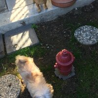 Design Toscano Fire Hydrant Dog's Second Best Friend Garden Art